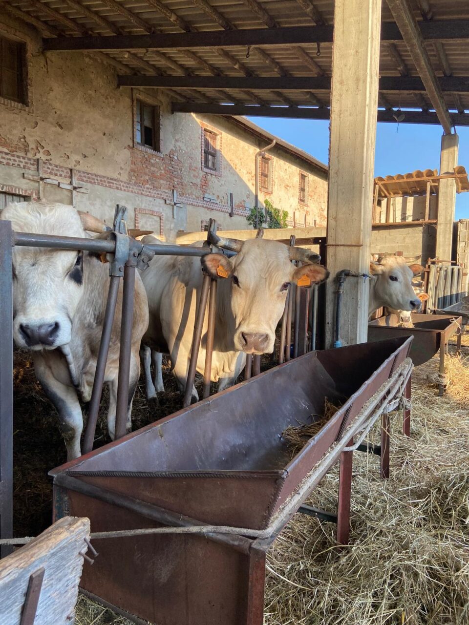 Podere Novedo: vacche piemontesi di razza 